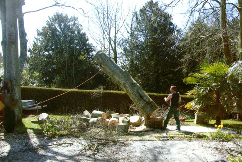  Dismantling ash tree Dorchester 